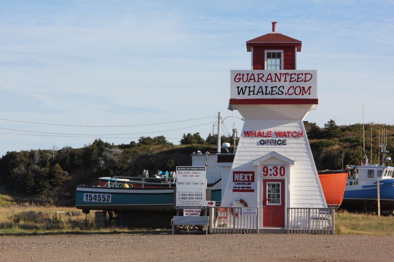 1536_Whale Watching Office