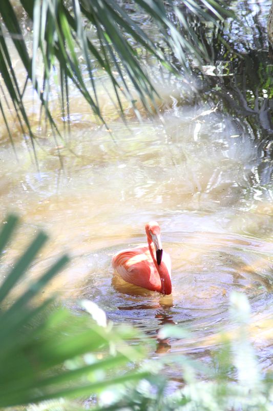 7548_Red Flamingo