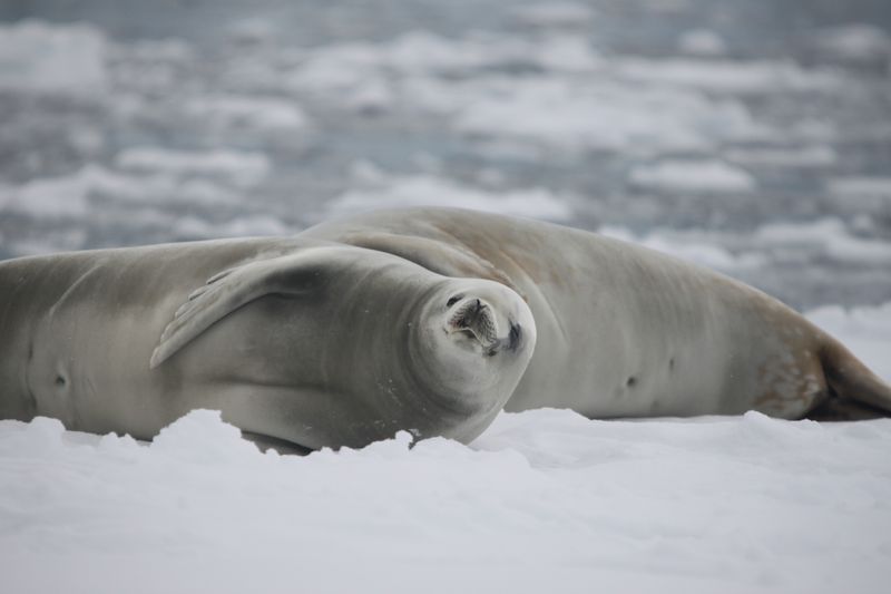 0910_Antarctic Wildlife