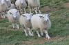 8980_Land der glcklichen Schafe